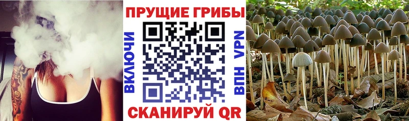 Галлюциногенные грибы Psilocybe Задонск